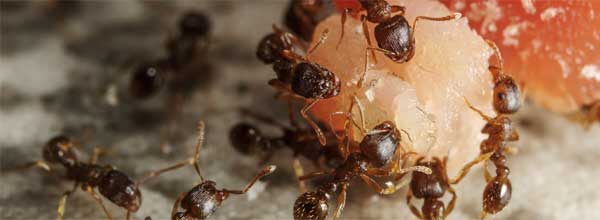 Ant Pest Control Melbourne